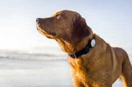 También se están creando collares para perro con wifi.