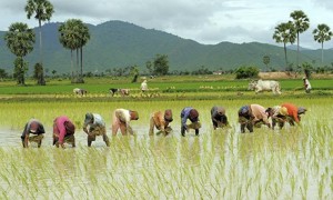 ¿La cultura del arroz promueve el pensamiento holístico?