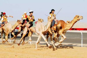 El éxito en esta clonación ofrece un medio para preservar la genética de los camellos emiratíes más valiosos, utilizados en carreras. 